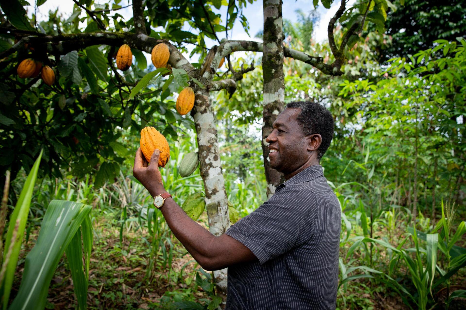Agriculteur Kaboasi avec du cacao